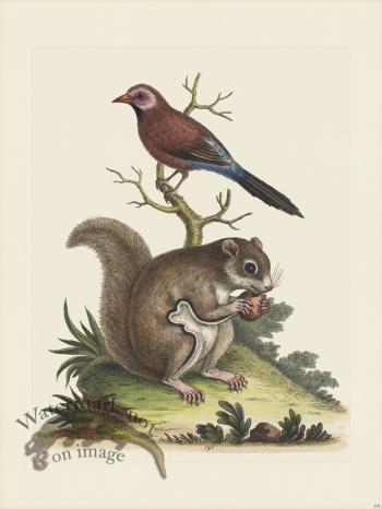 Edwards 191 Brasilisan Finch